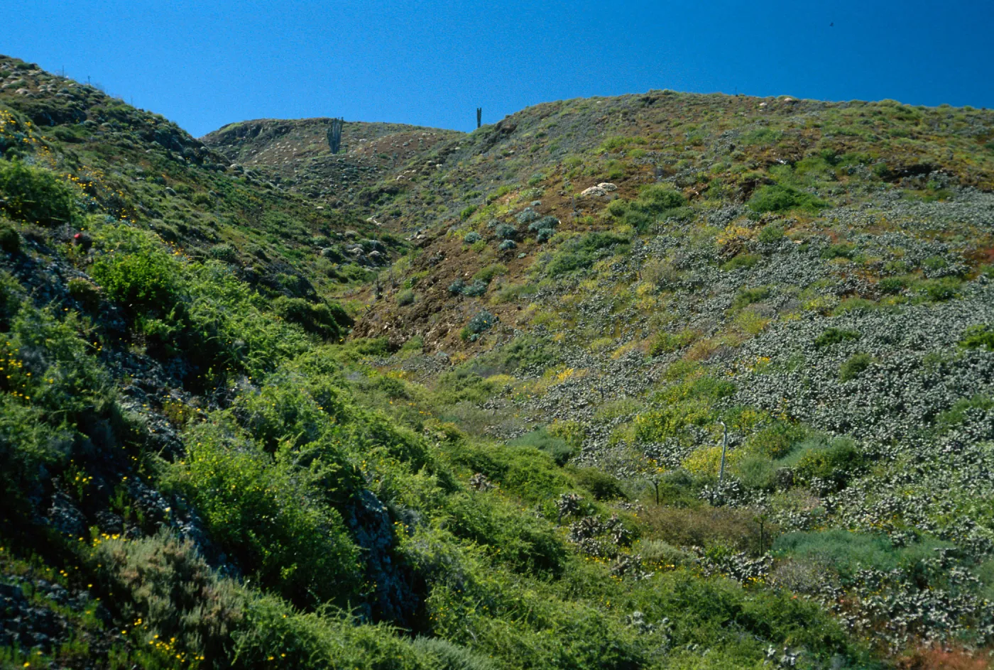 Natividad Island, canyon, Northeast side