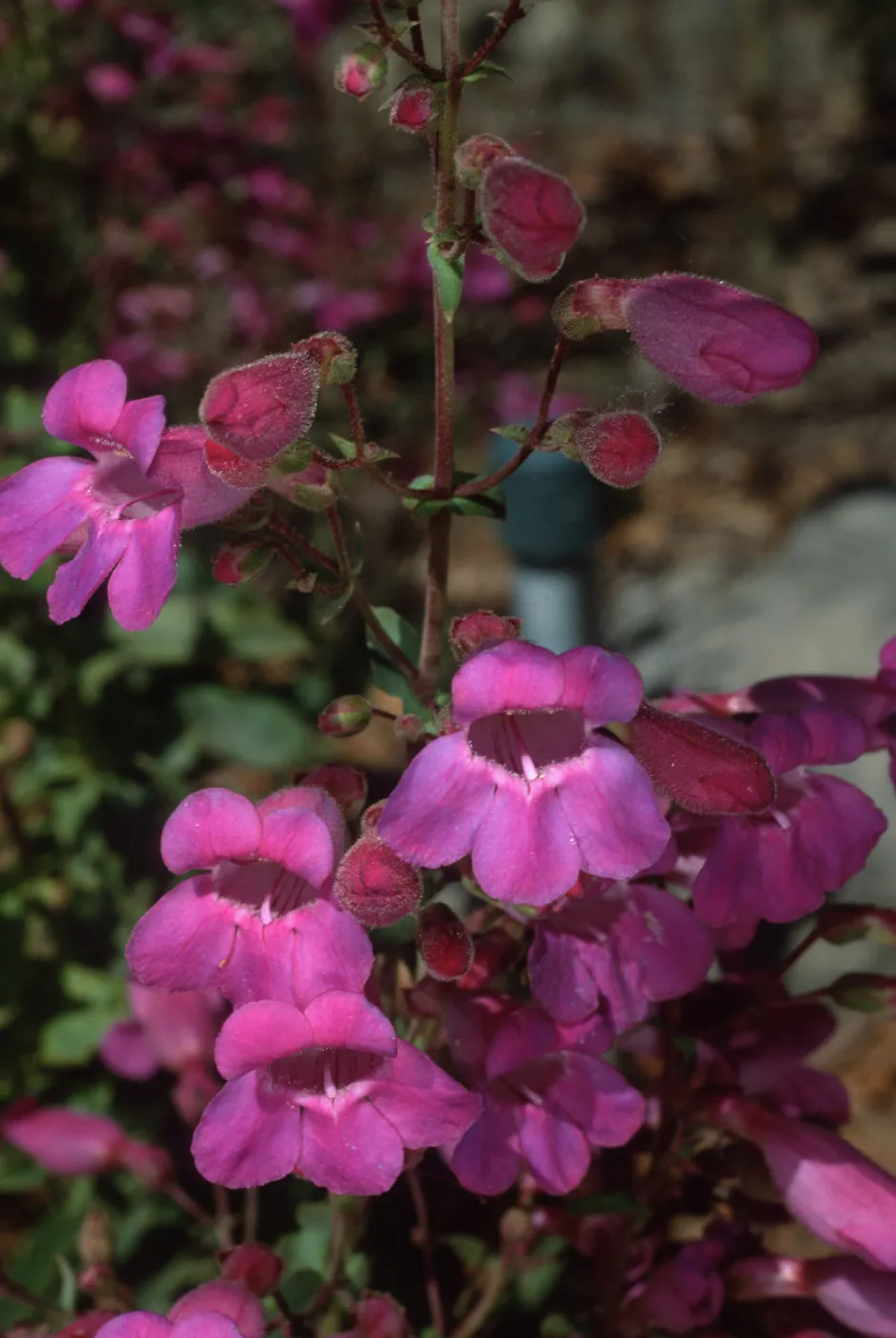 Santa Barbara Botanic Garden, Penstemon