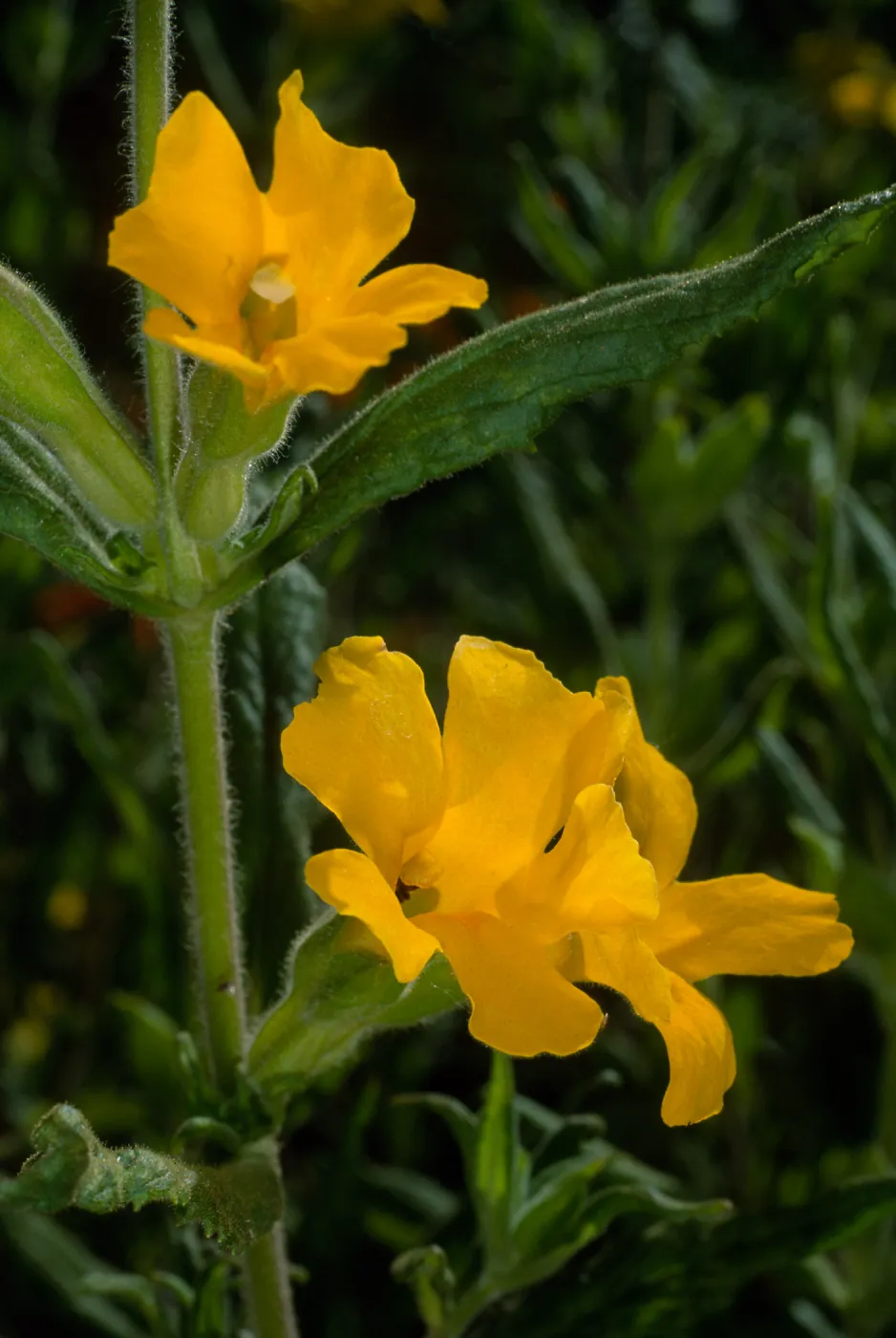 Mimulus clevelandii, Santa Barbara Botanic Garden