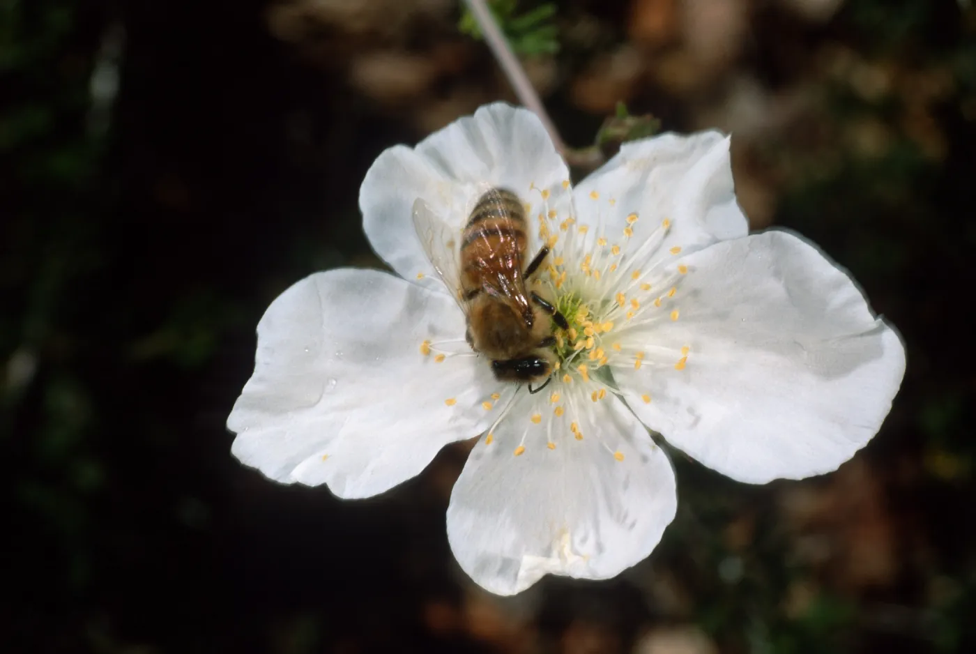 Bee on Fallugia paradoxa