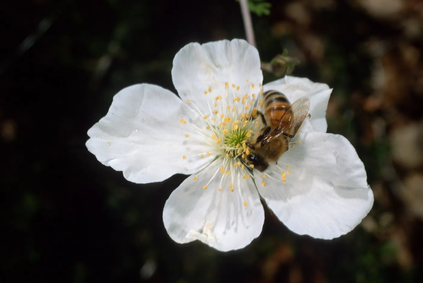 Bee on Fallugia paradoxa