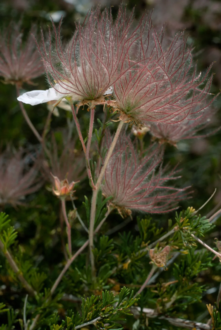 Fallugia paradoxa, SBBG