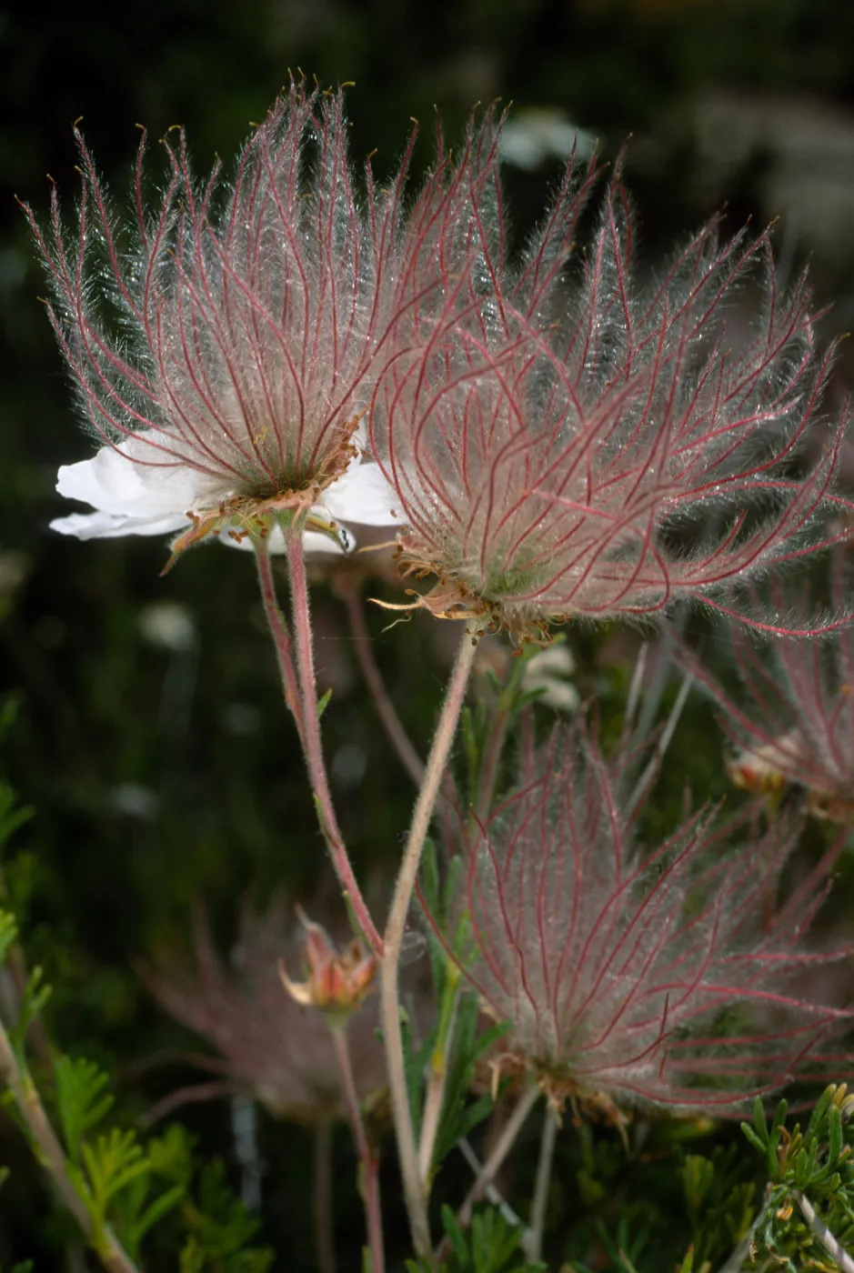 Falluga paradoxa, Santa Barbara Botanic Garden