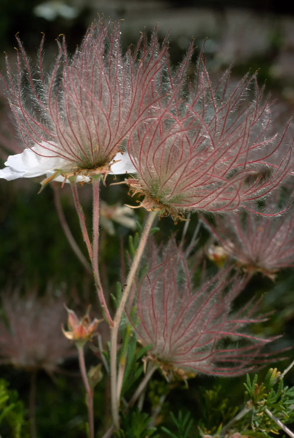 Falluga paradoxa, SBBG