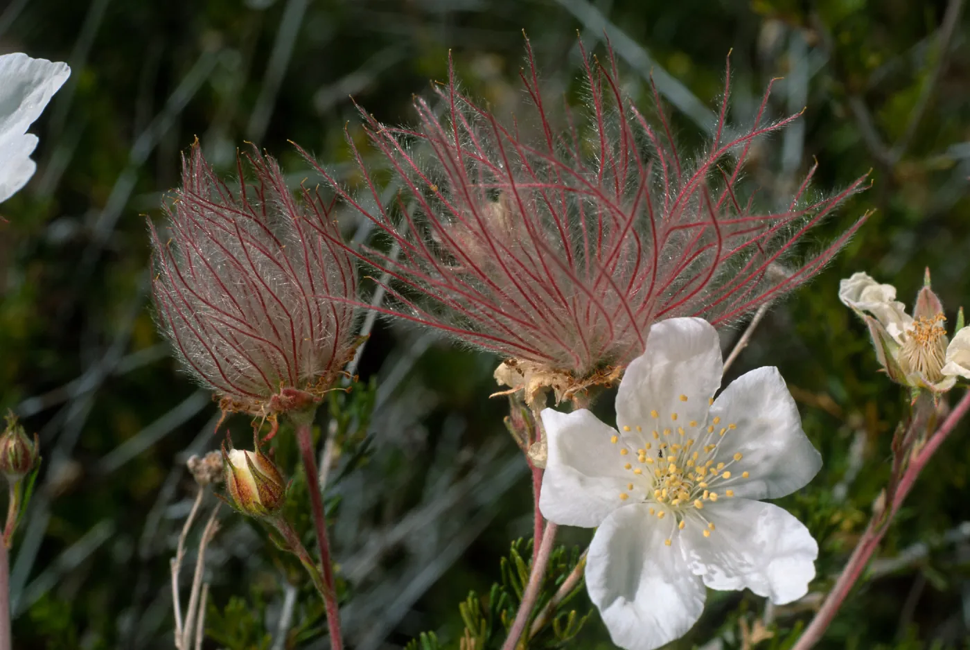 Falluga paradoxa, SBBG