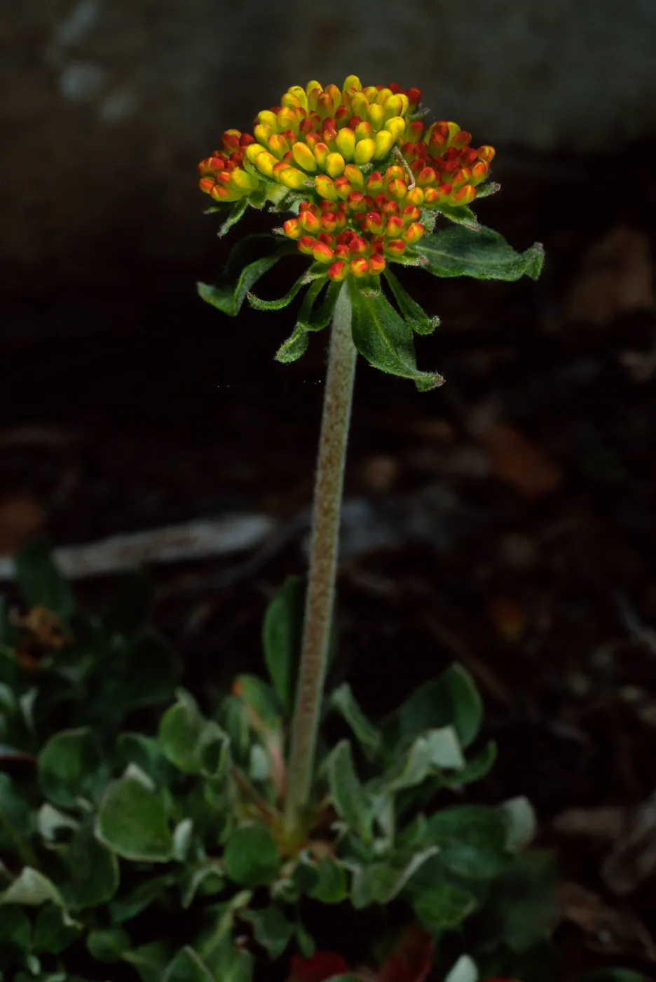 Eriogonum (wild buckwheat) , SBBG