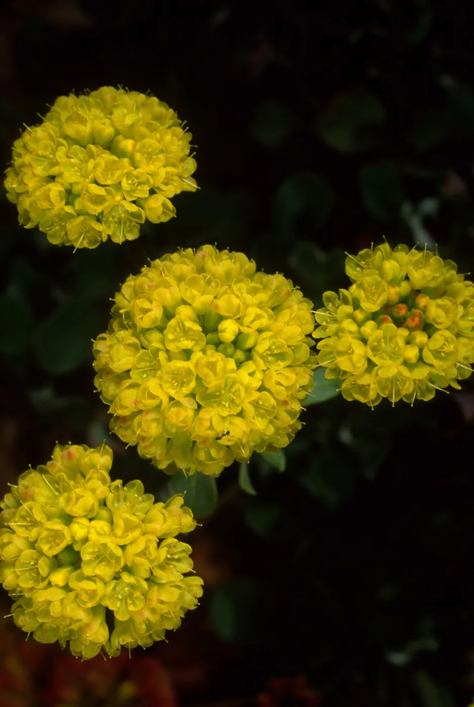 Eriogonum (wild buckwheat) , SBBG
