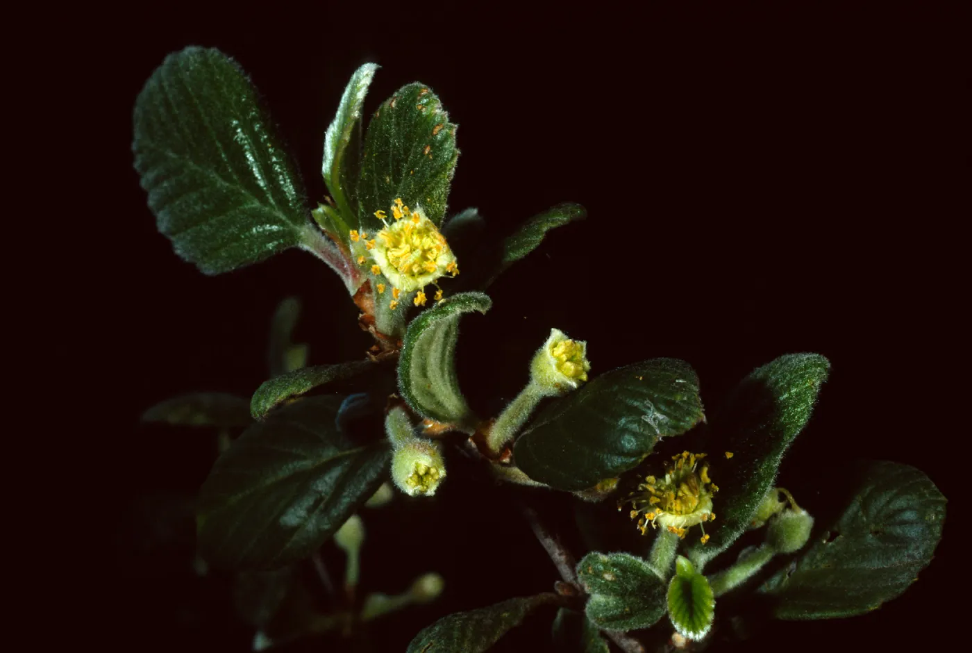 Cercocarpus traskiae, Wrigley Garden, Catalina Island