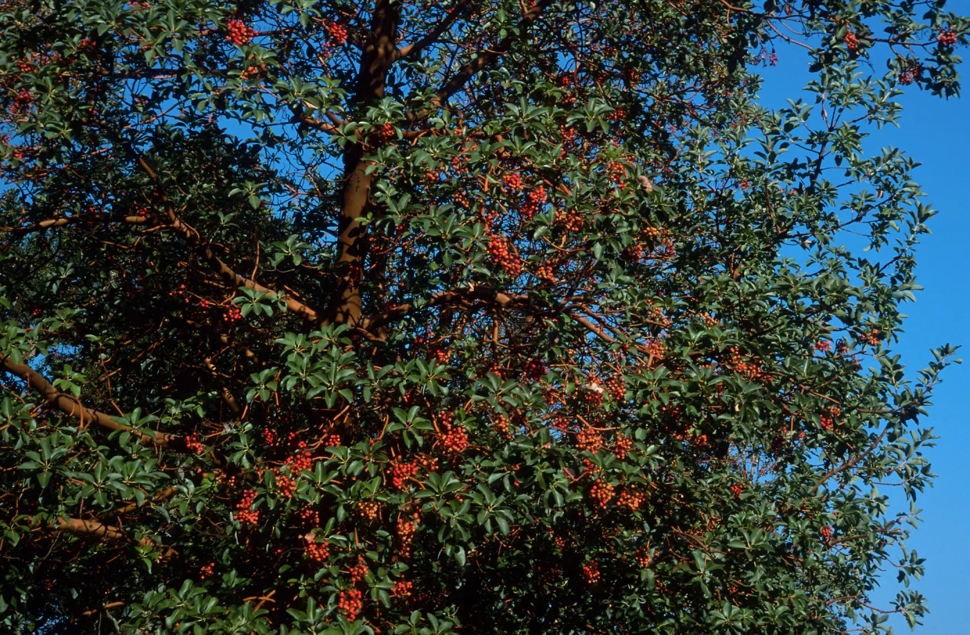 Arbutus menziesii, Reagan Ranch, Refugio Canyon