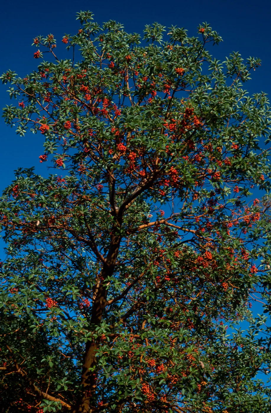 Arbutus menziesii, Reagan Ranch, Refugio Canyon