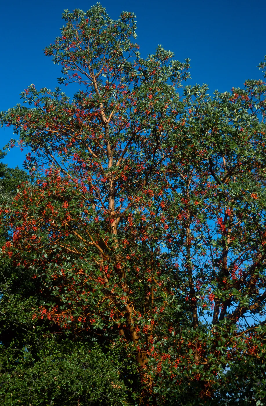 Arbutus menziesii, Reagan Ranch, Refugio Canyon