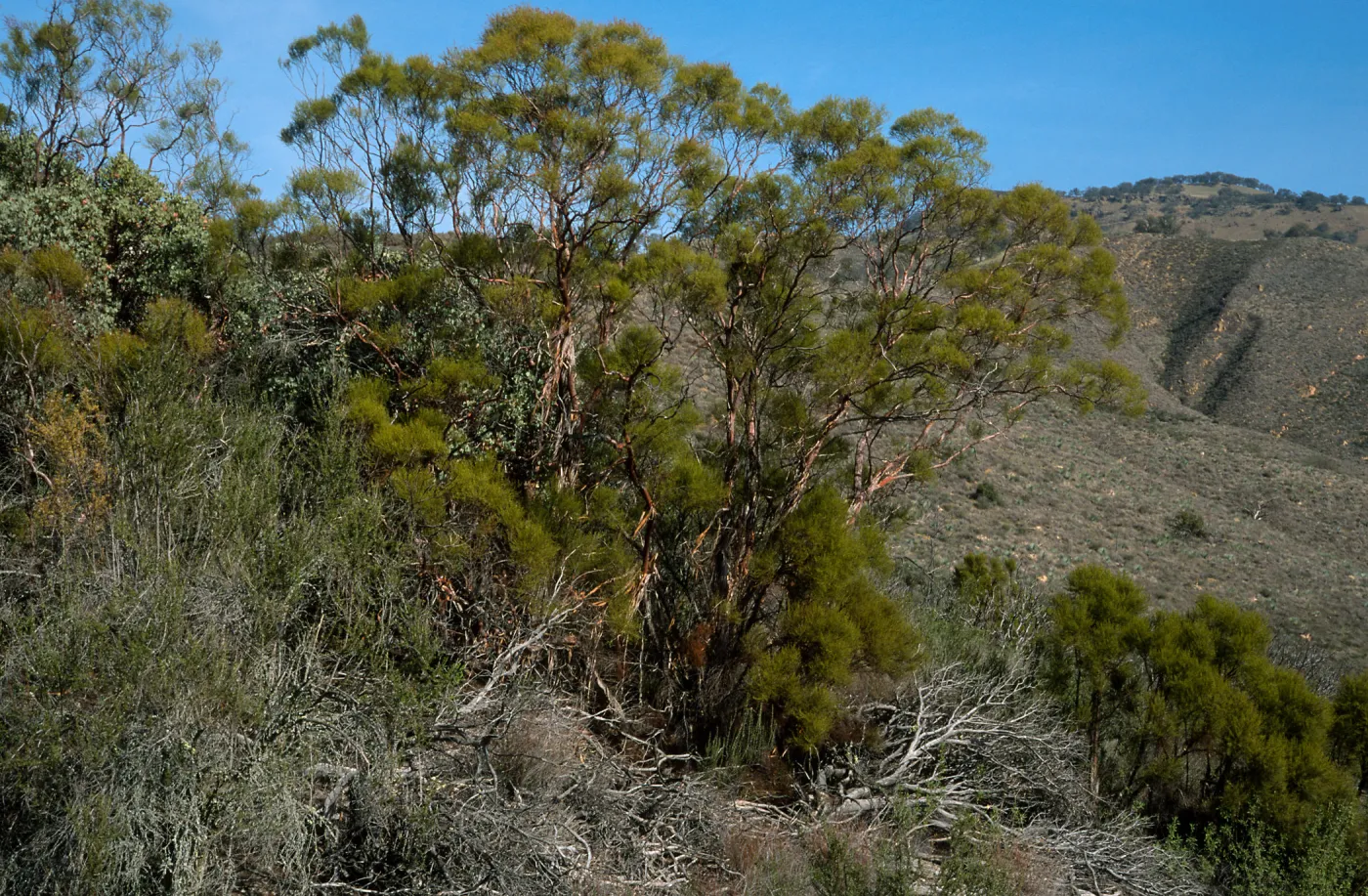 Adenostoma sparsifolium, near Big Rocks, San Luis Obispo County