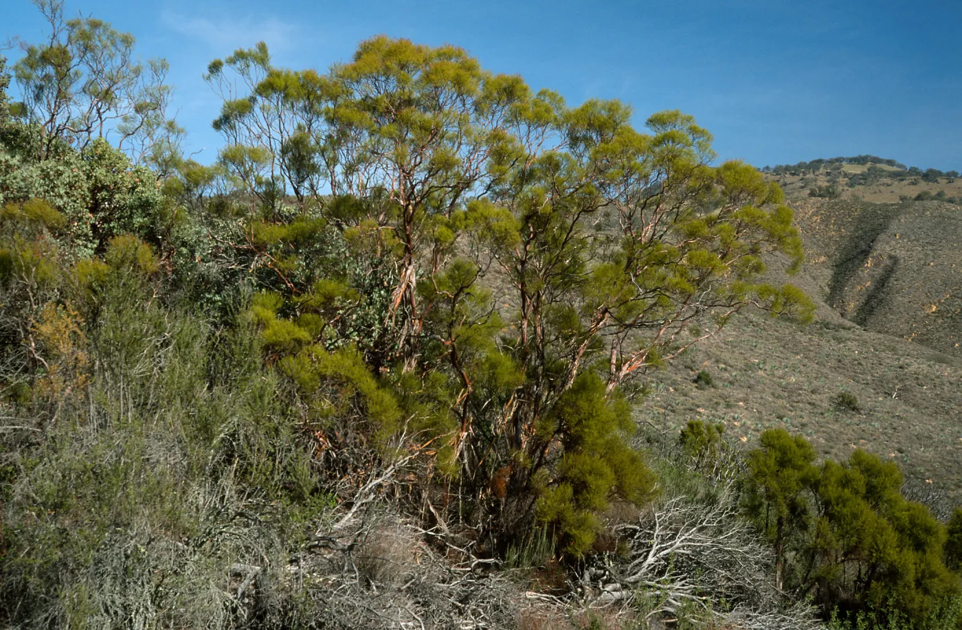 Adenostoma sparsifolium, near Big Rocks, San Luis Obispo County