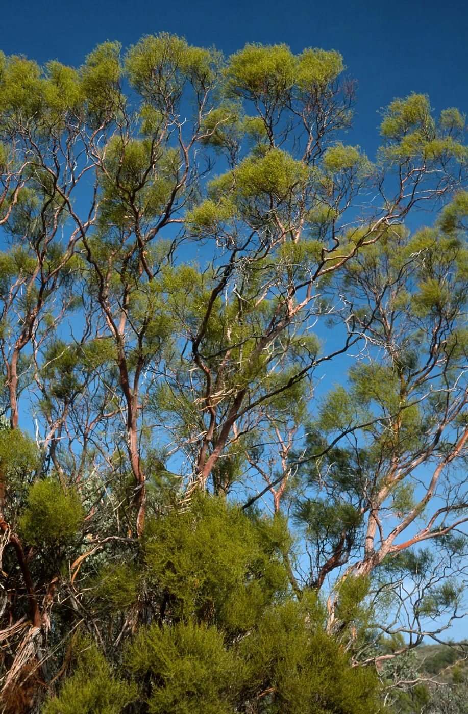 Adenostoma sparsifolium, near Big Rocks, San Luis Obispo County