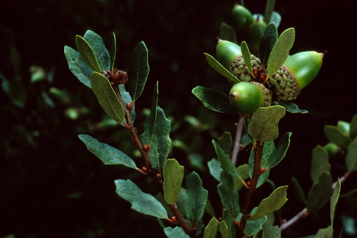 Quercus pacifica, Blackjack Campground