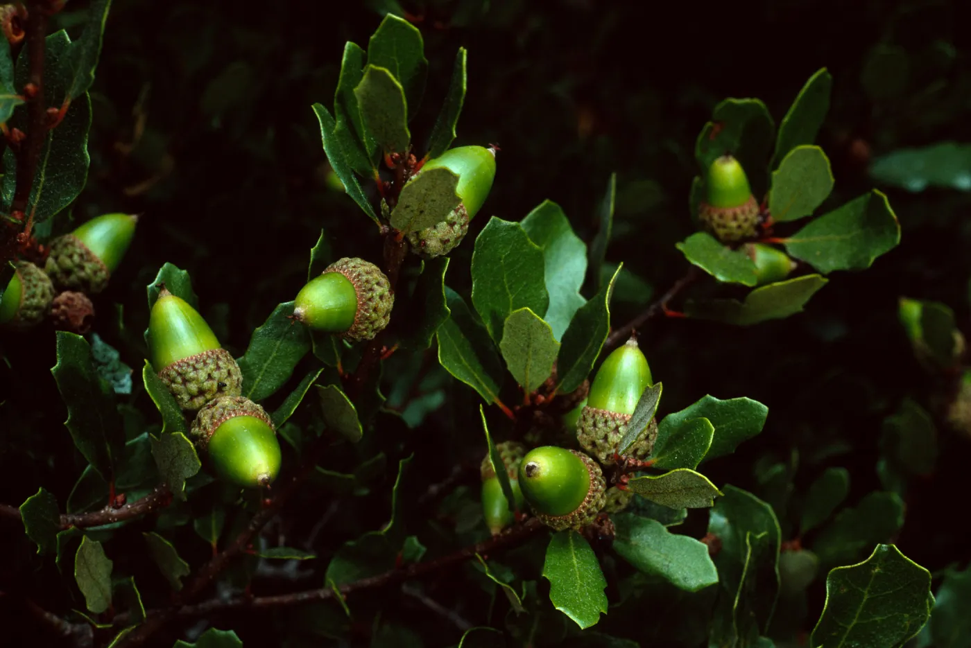 Quercus pacifica, Blackjack Campground