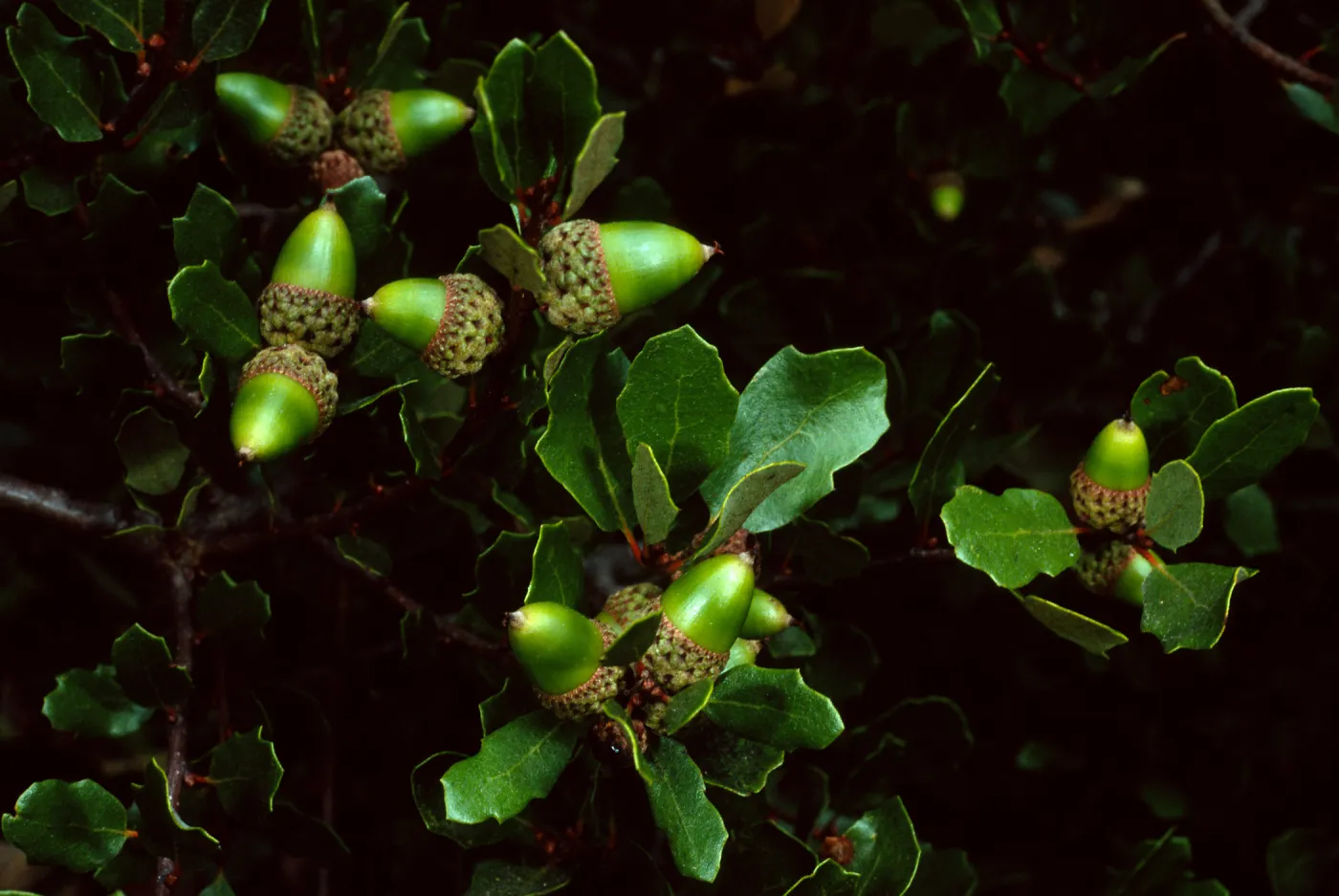 Quercus pacifica, Blackjack Campground