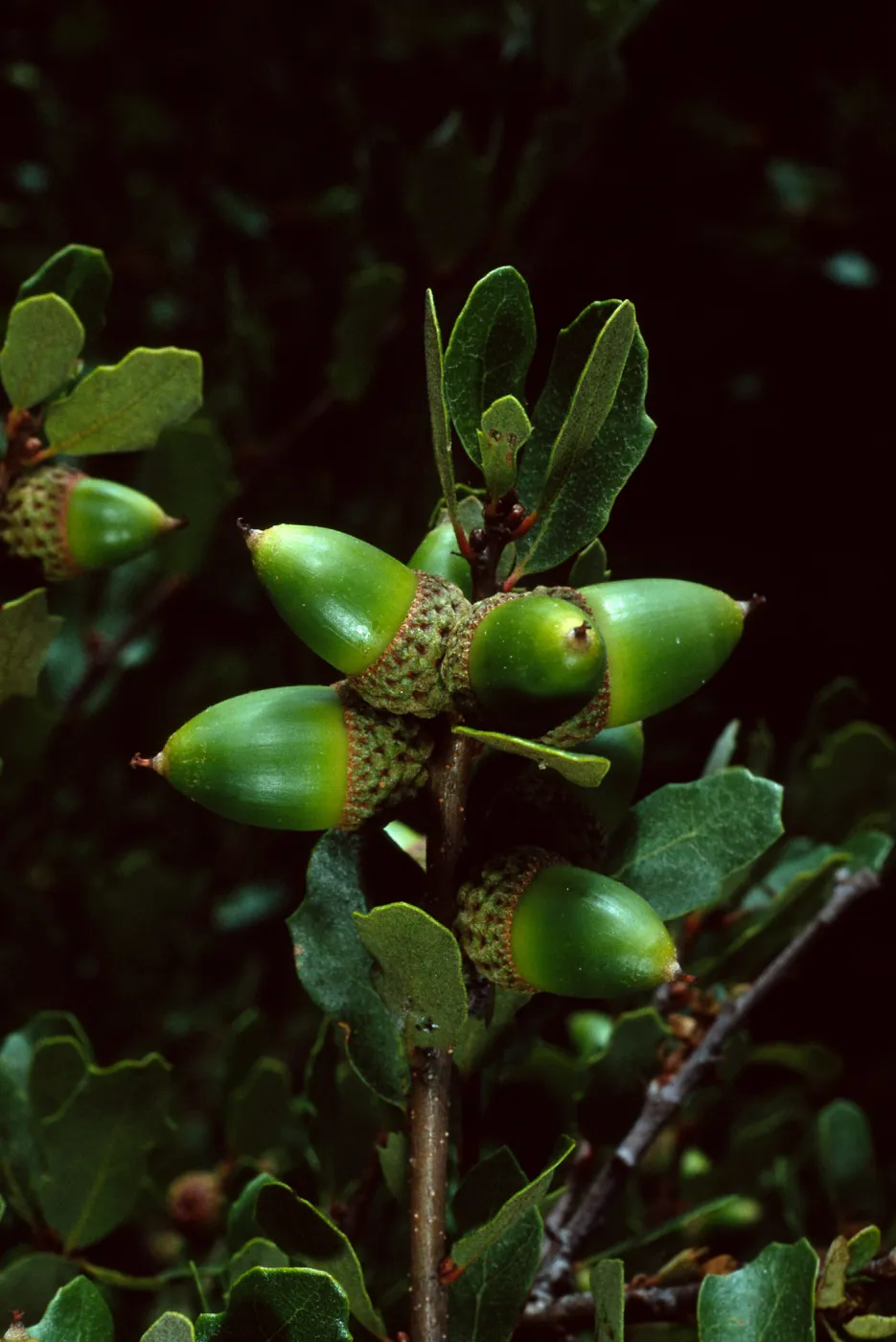 Quercus pacifica, Blackjack Campground, Catalina Island