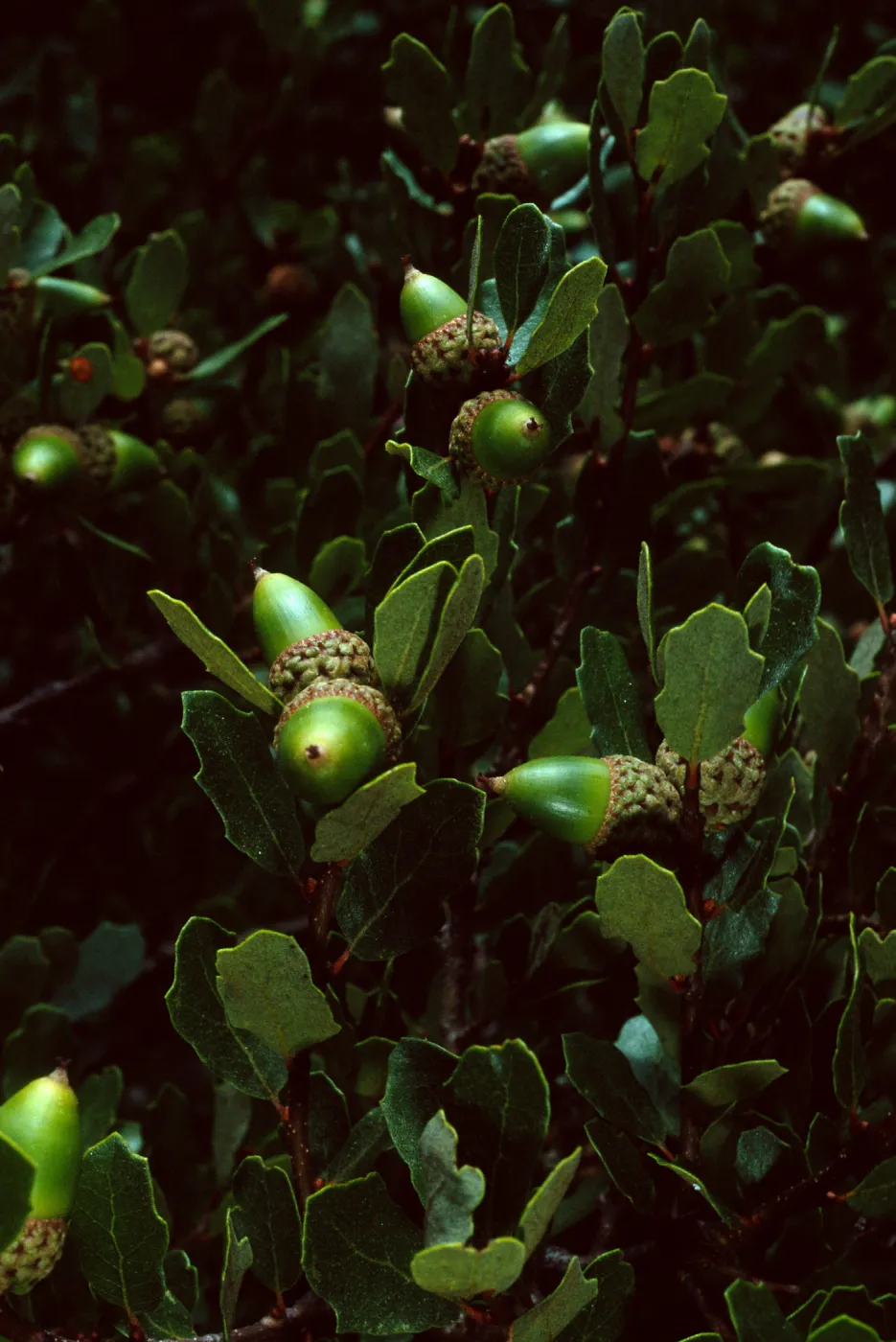 Quercus pacifica, Blackjack Campground, Catalina Island