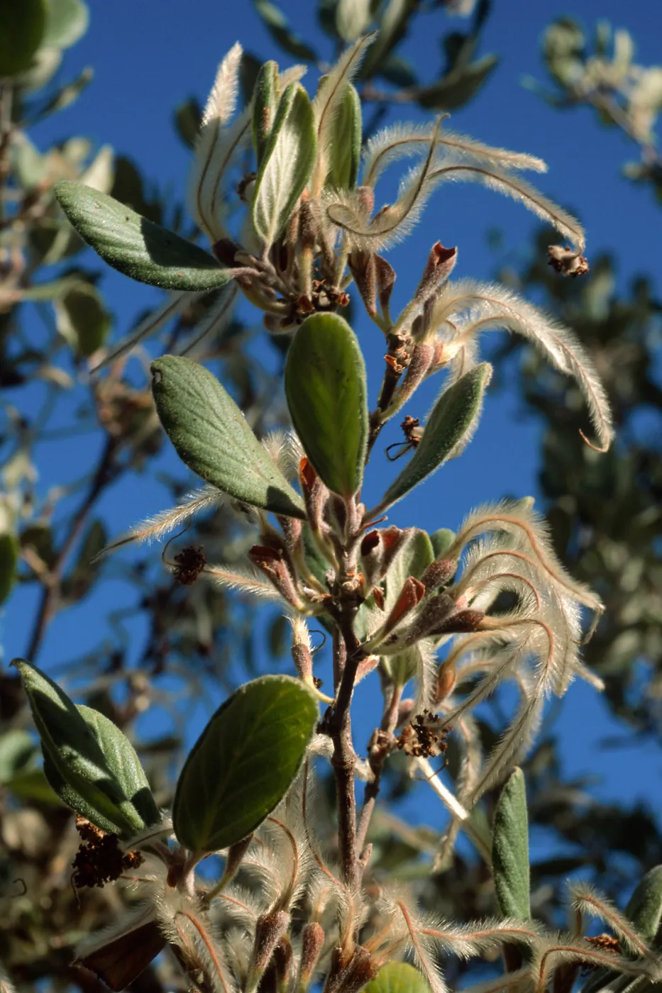 Cercocarpus traskiae, Wrigley Garden, Catalina Island
