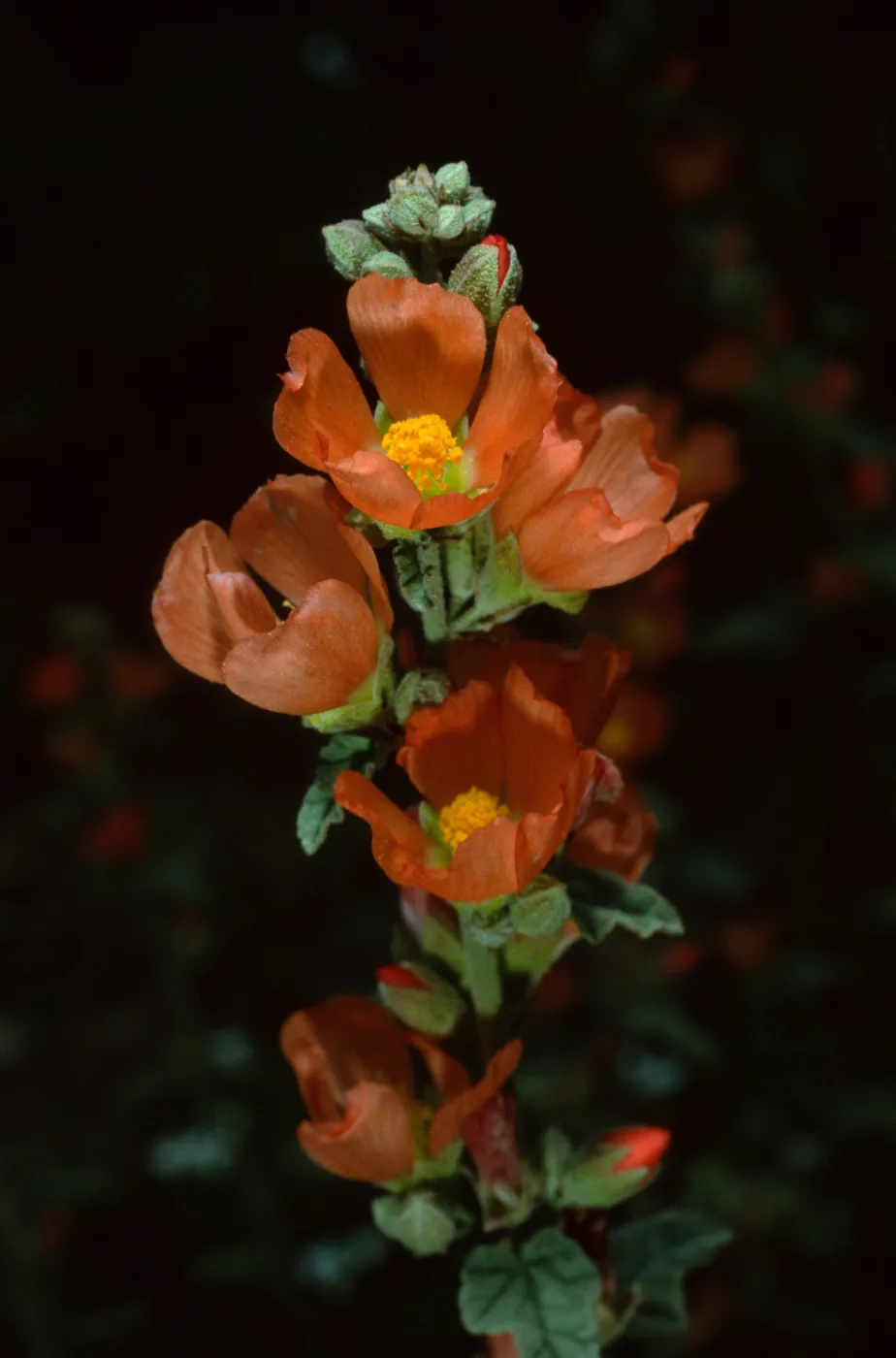 Sphaeralcea