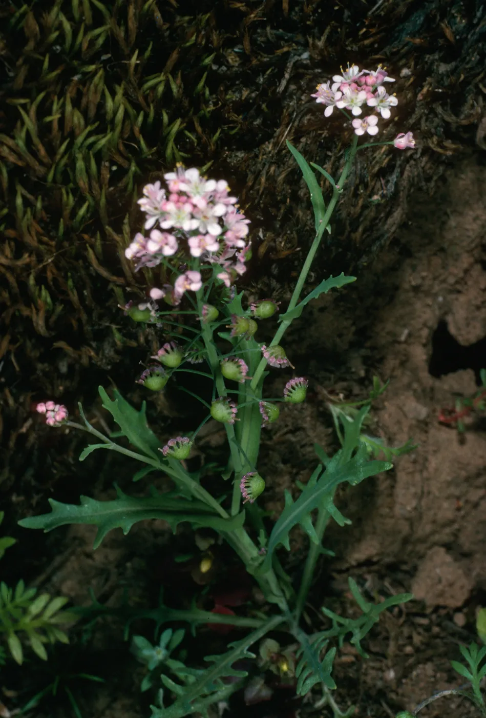 Santa Cruz Island, Thysanocarpus conchuliferus