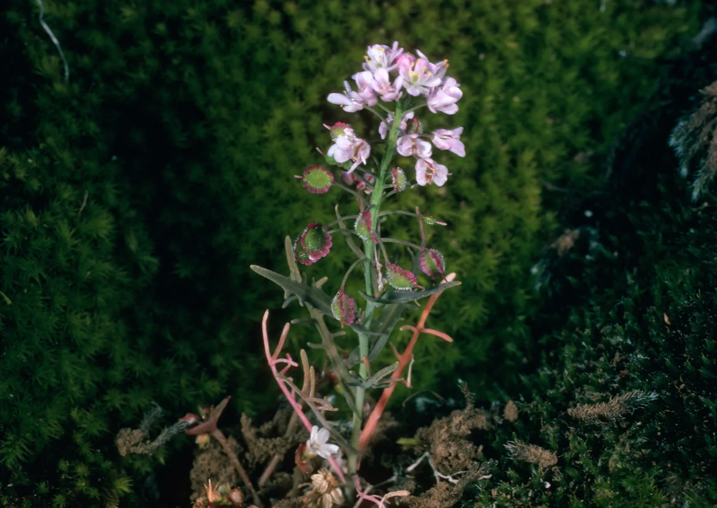 Santa Cruz Island, Thysanocarpus conchuliferus, ¾ mile West of Pichaco Diablo