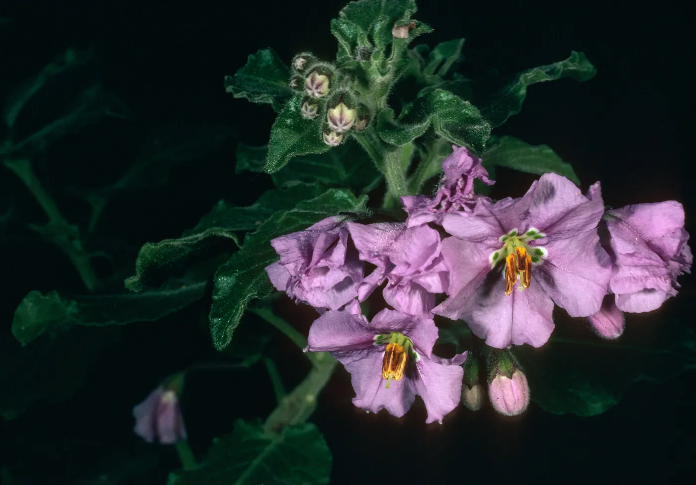 Santa Cruz Island, Solanum clokeyi, West of Embudo