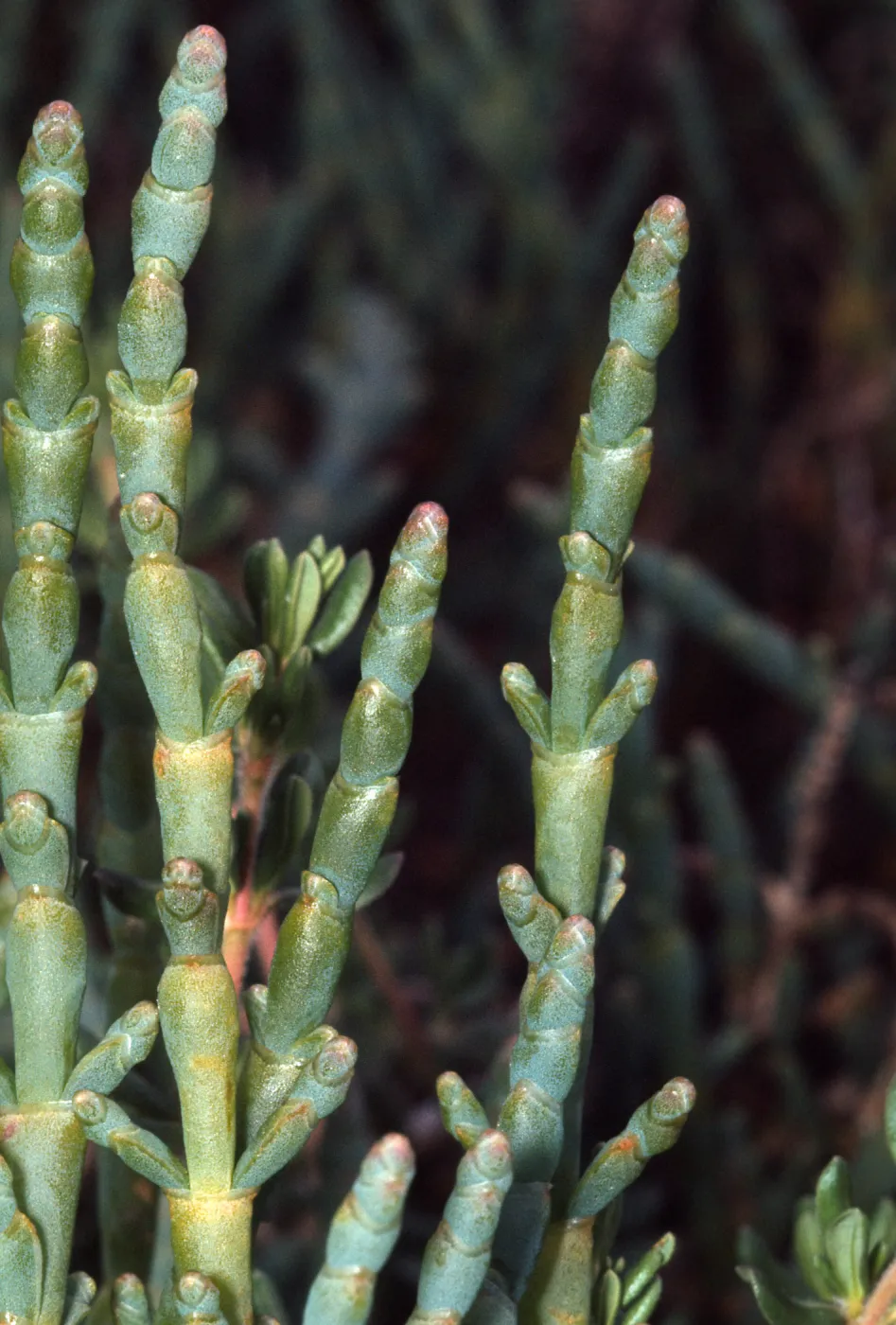Salicornia virginica, Sandyland, Carpinteria