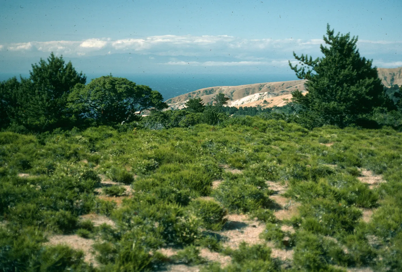prostrate Adenostoma, Santa Cruz Island, near China Pines, 