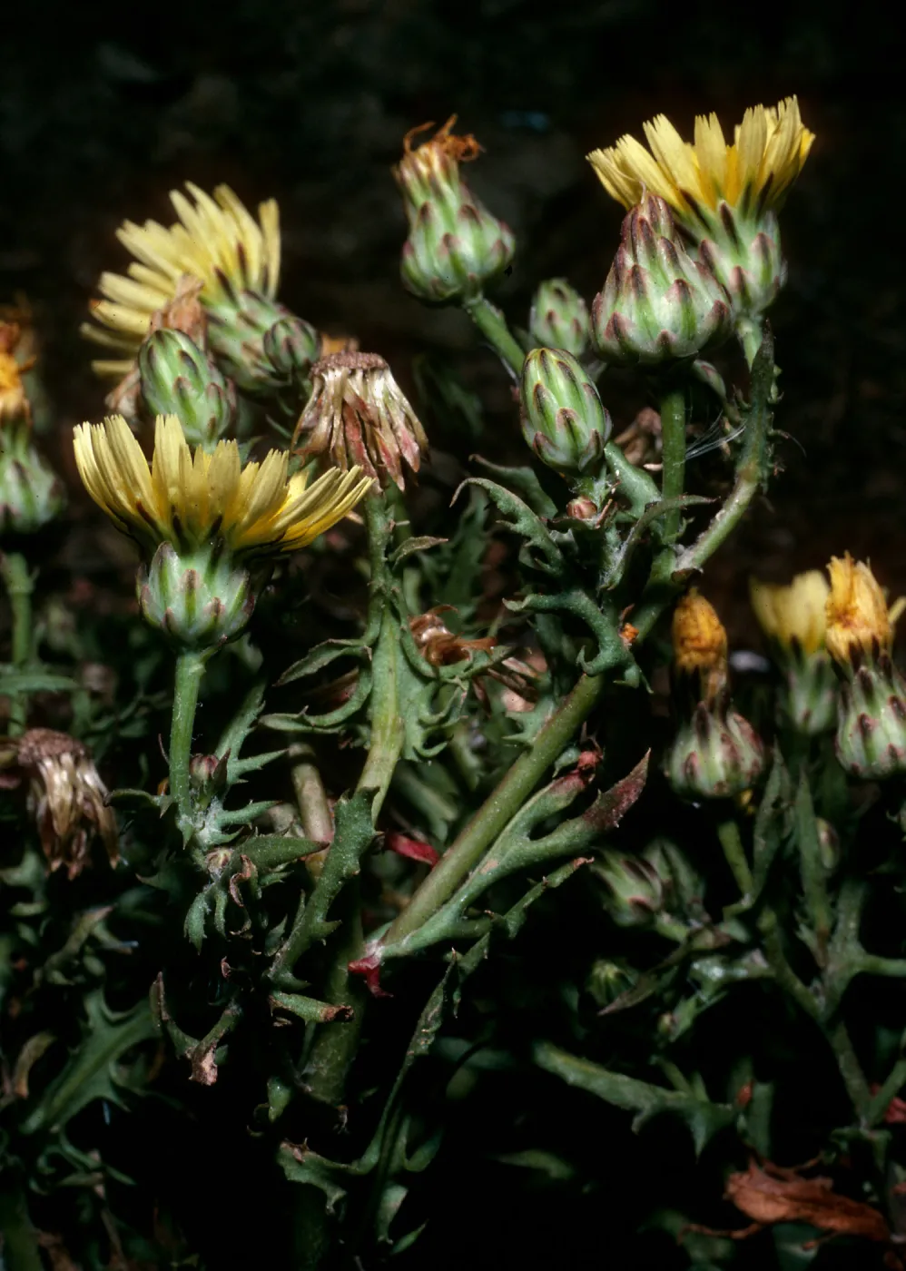 Malacothrix squalida, Mid-Anacapa Island