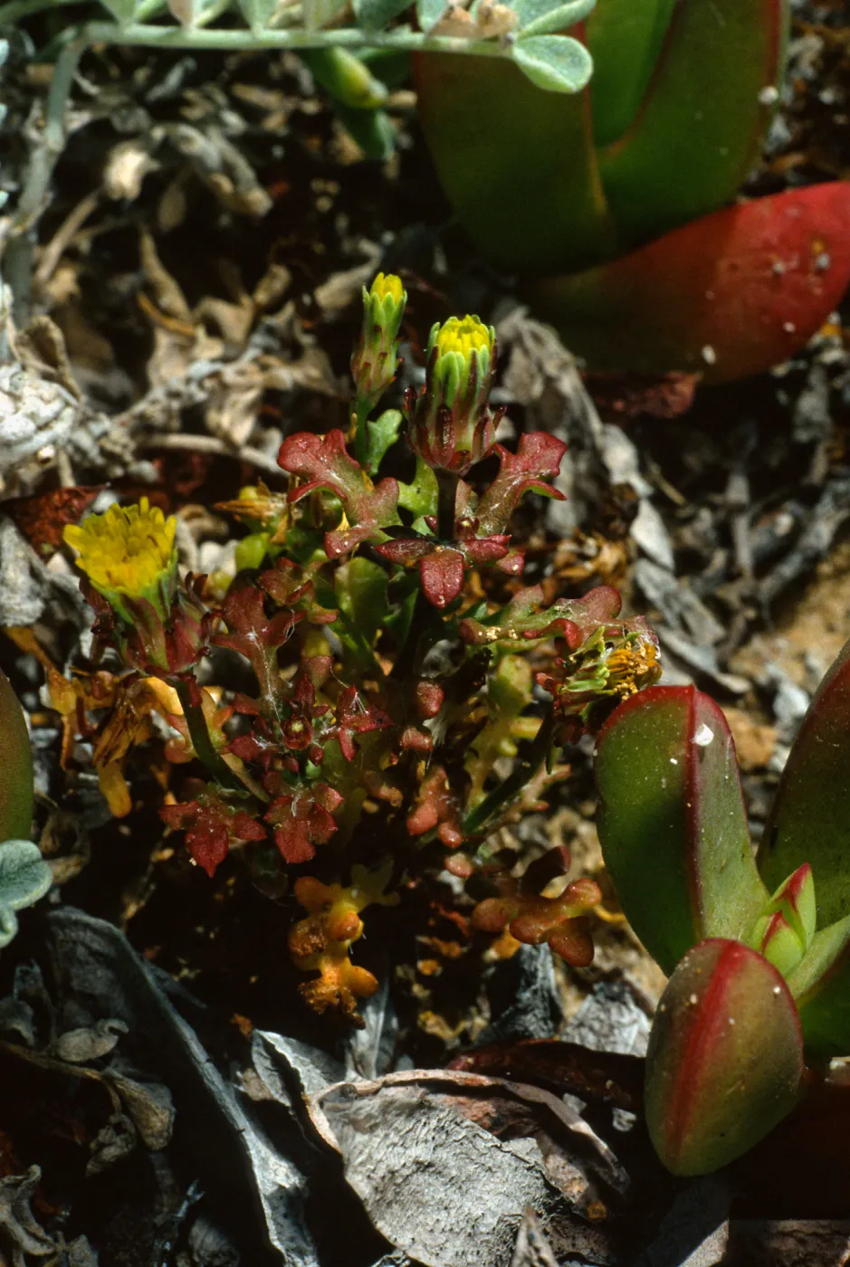  Mlacothrix indecora, San Miguel Island, just East of of Cuyler Harbor, SJ #6056,