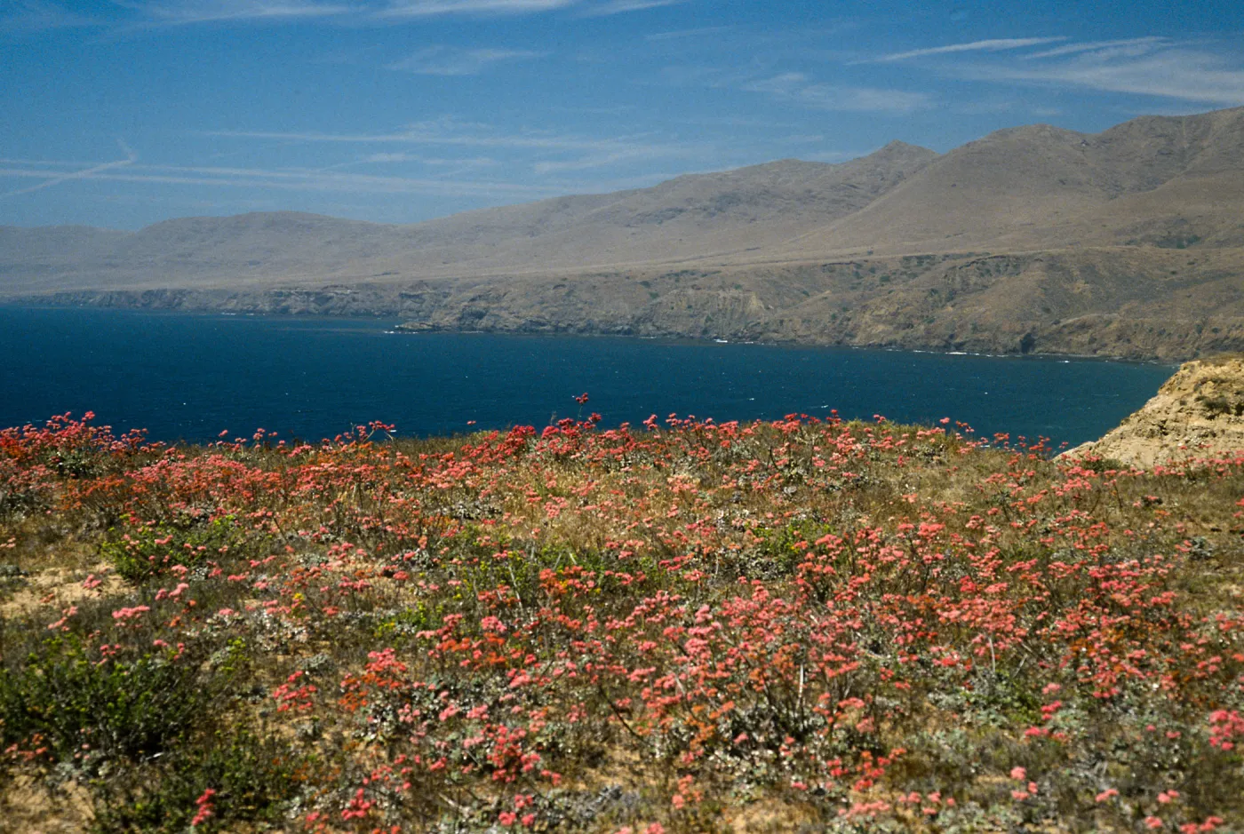  Lomatium, Santa Cruz Island, Sauces Canyon, along road to Pozo Beach