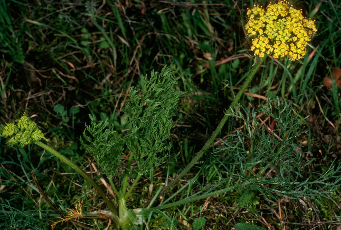  Lomatium, Santa Cruz Island, just West of field station, Central Valley