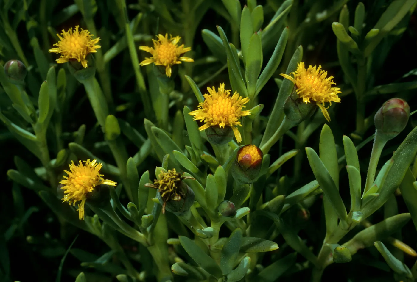 Jaumea carnosa, Santa Cruz Island, Sauces Canyon