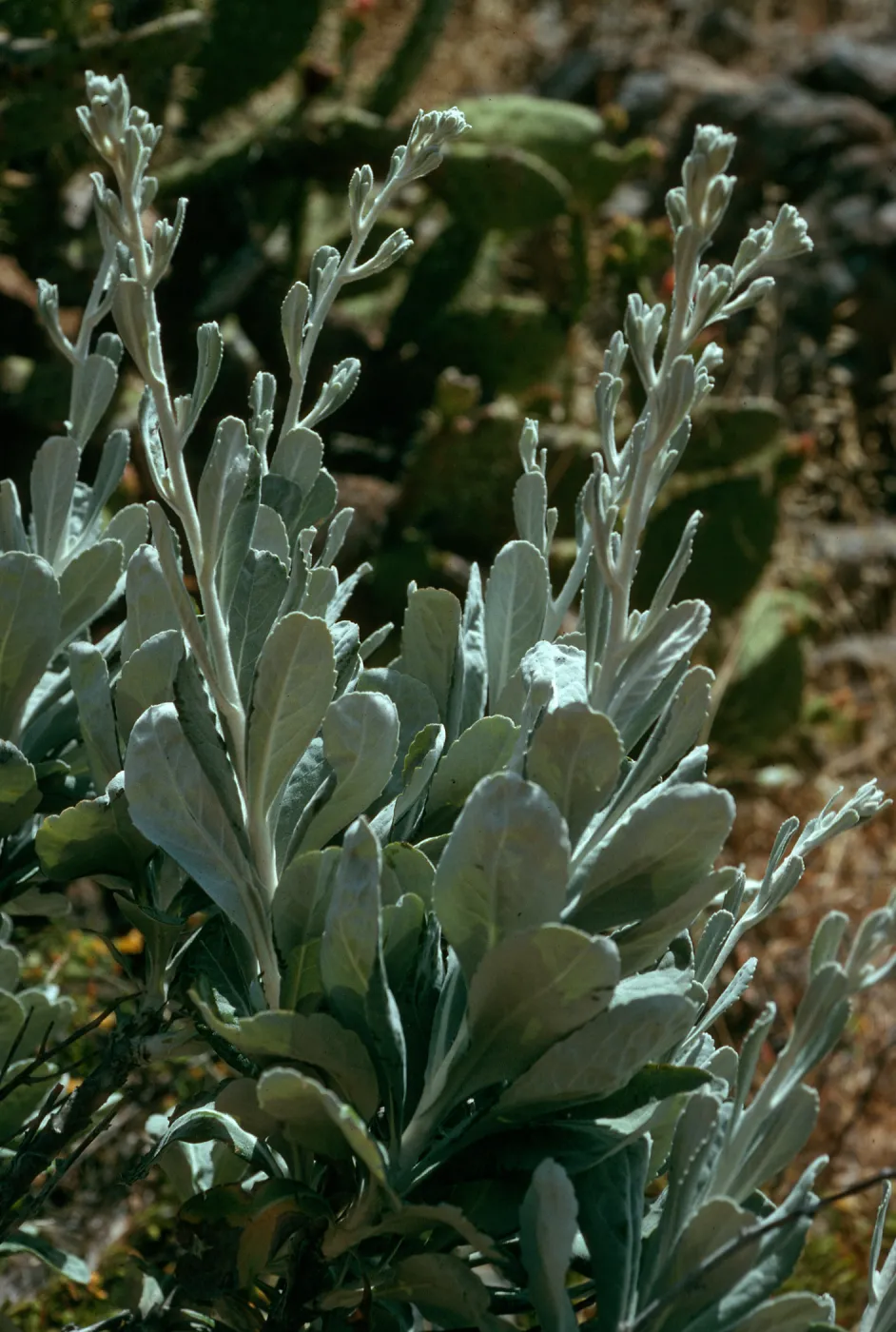 Haplopappus detonsus, Santa Cruz Island, ridge East of Cottonwood Canyon