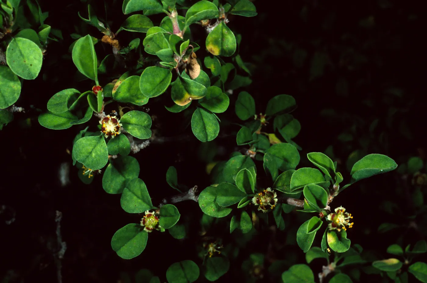 Euphorbia misera, Santa Barbara Botanic Garden 