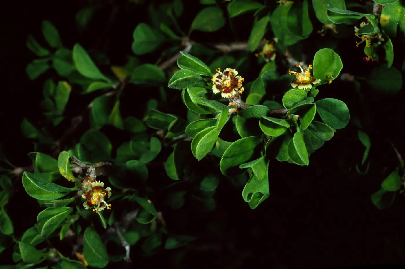 Santa Barbara Botanic Garden, Euphorbia misera