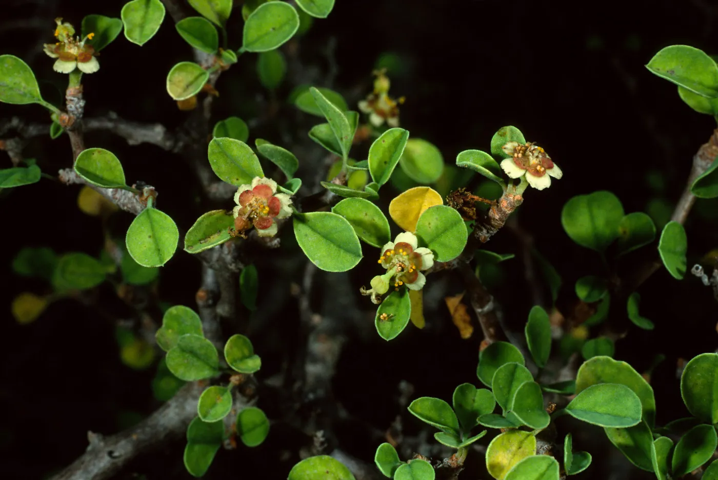 Euphorbia misera, Santa Barbara Botanic Garden
