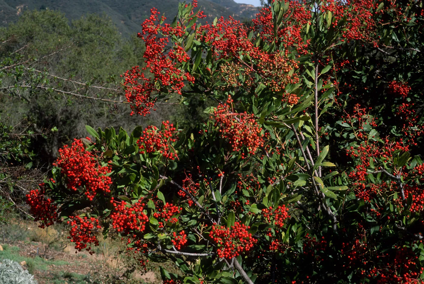 Heteromeles arbutifolia