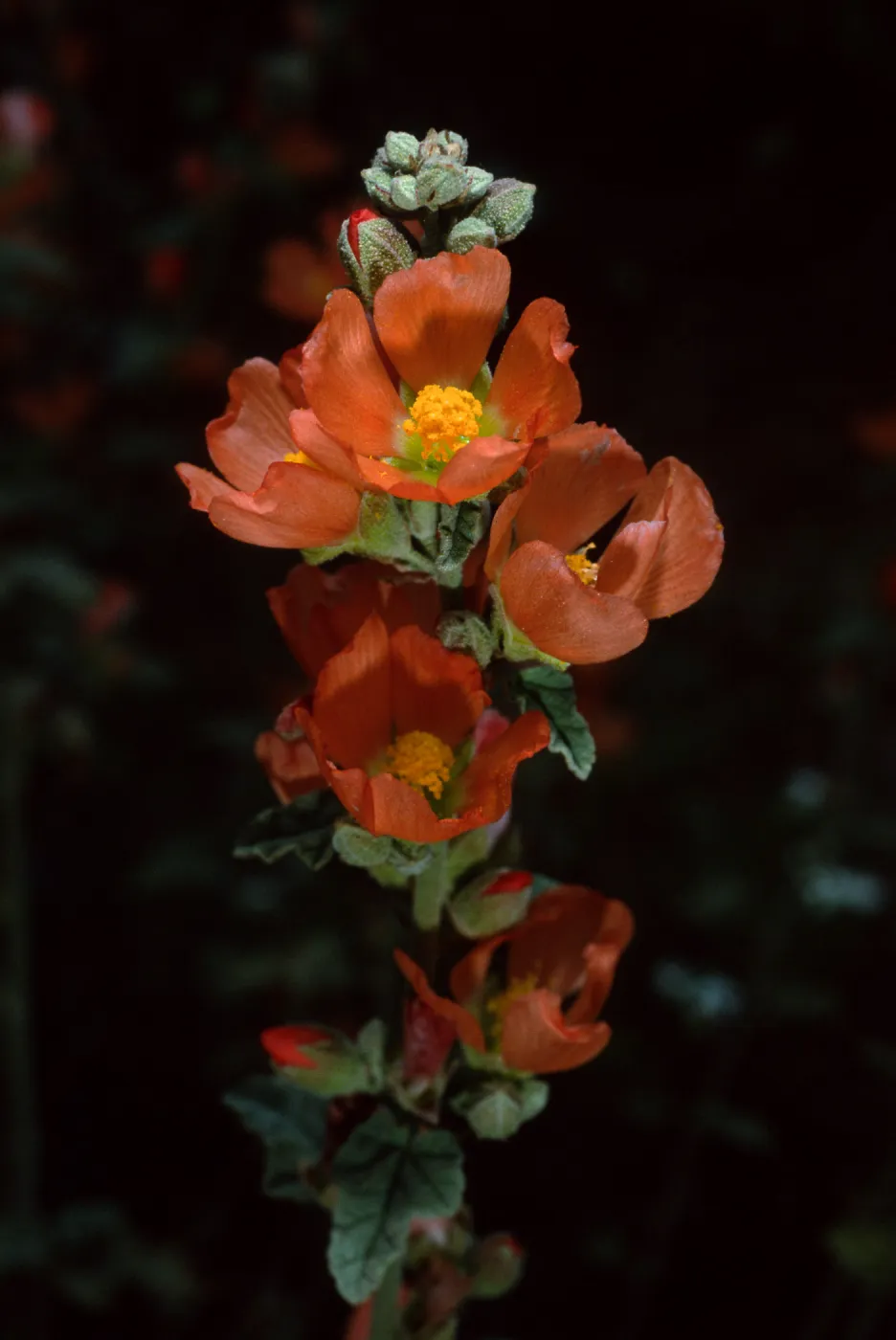 Sphaeralcea