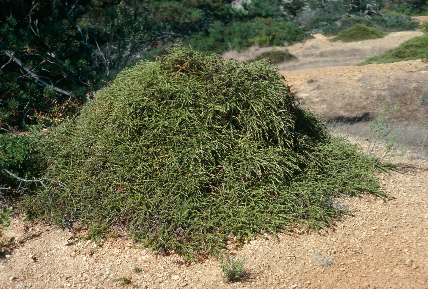 Adenostoma fasciculatum, Santa Cruz Island