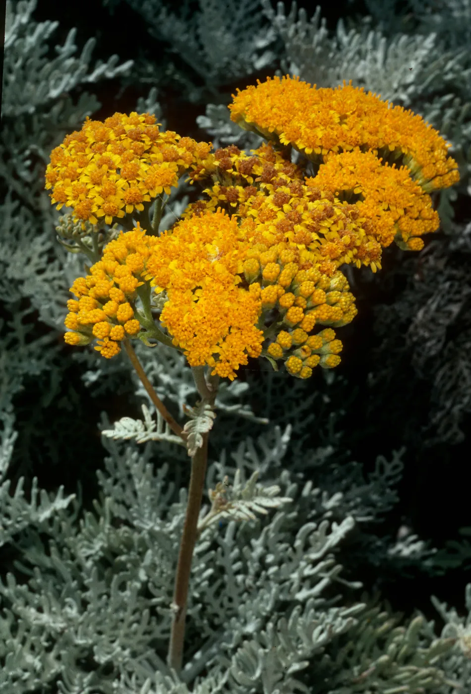 Eriophyllum nevinii, San Clemente Island