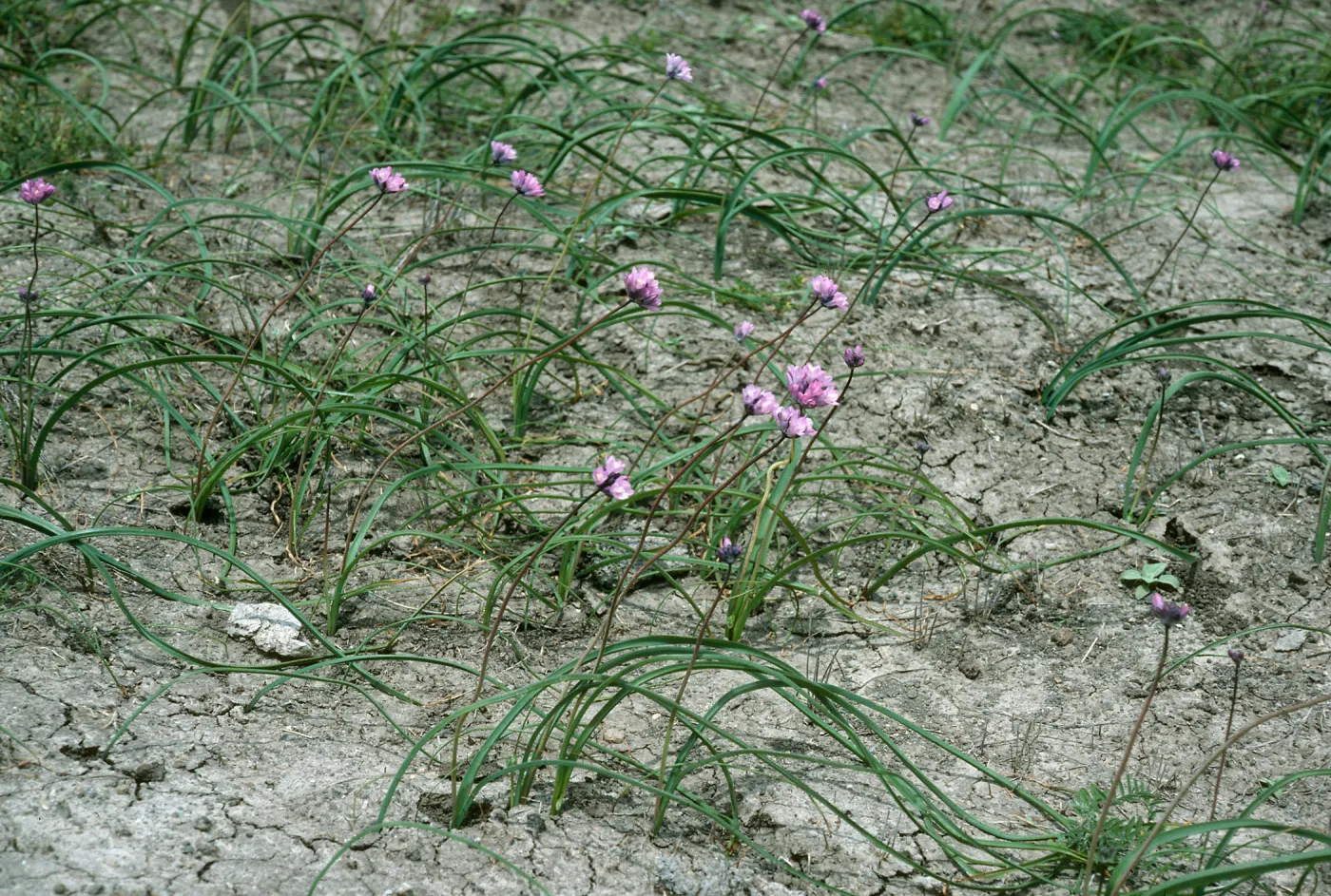 Dichelostemma, Santa Cruz Island