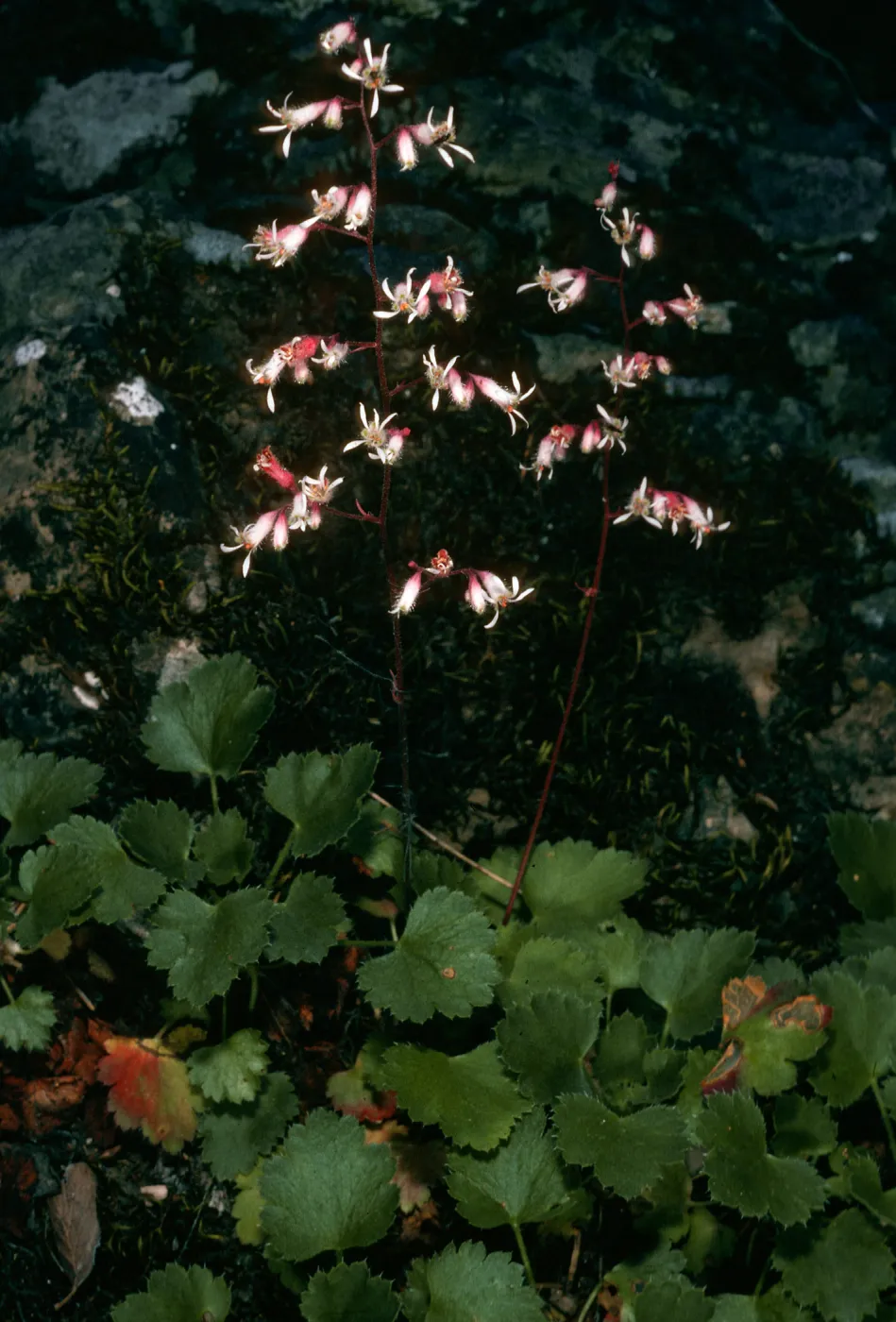 Rose Valley Falls, Heuchera caespitosa