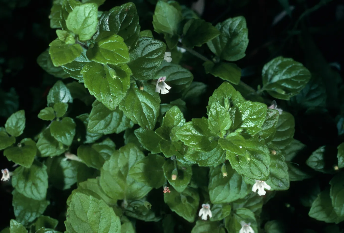 Satureja douglasii, Lompoc 