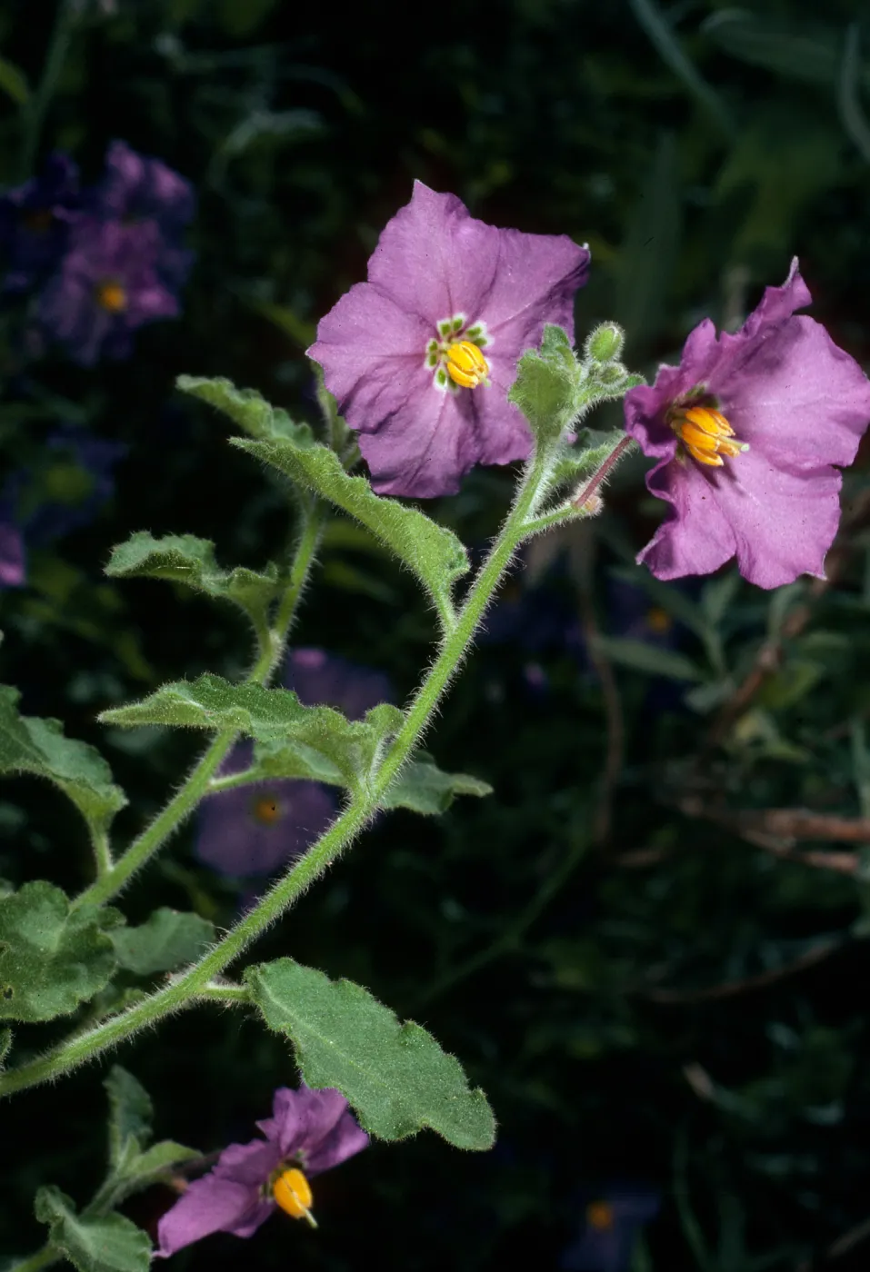 Solanum xantii, San Roque Canyon 