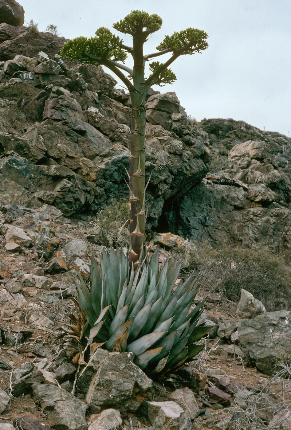 Agave, West San Benito Island, North side of island