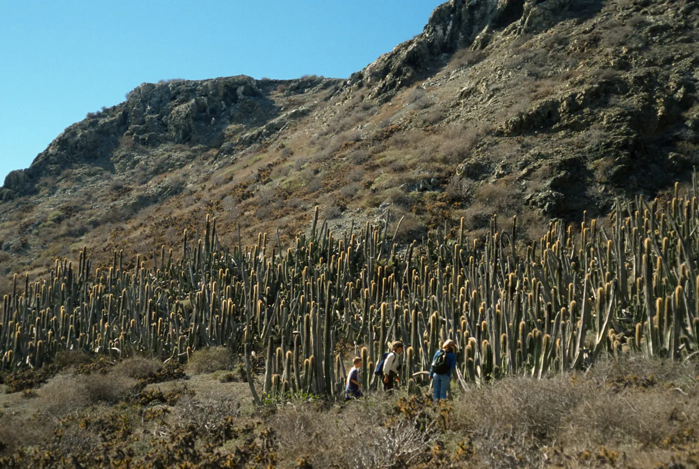 Lophocereus, East San Benito Island