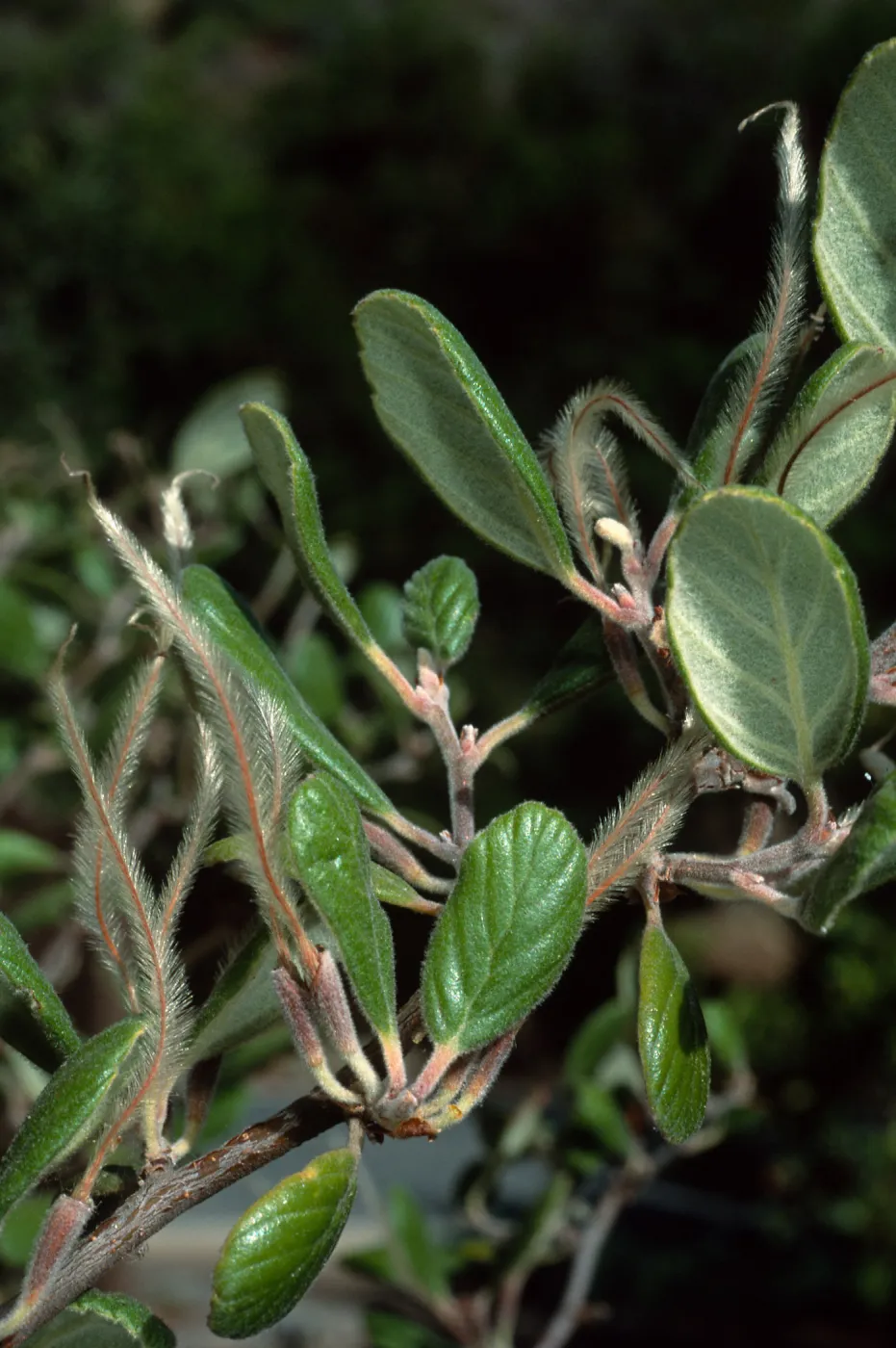 Cercocarpus traskiae, Catalina Island, Wrigley Garden